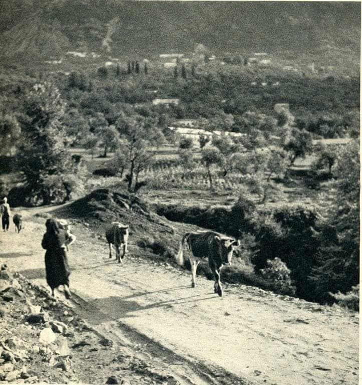 Rruga rurale e Krujës — gratë me bagëti në kodrat e qytetit historik